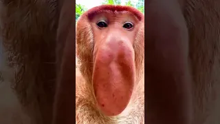 Proboscis Monkey Amazing Compilation 2024