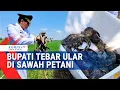 Download Lagu Ditolak Petani, Bupati Indramayu Kembali Tebar Ratusan Ular Tak Berbisa