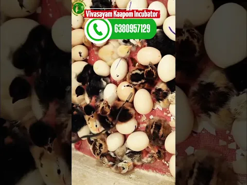 🌾விவசாயம் காப்போம் 💪இங்குபேட்டர் 🐣#Incubator#Reels#Manufacturing#Trending #Agriculture Vivasayam