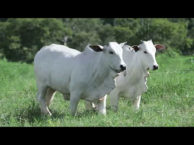 2 Novilhas Nelore P.O. 