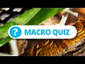 Identify the everyday objects - Macro Photo Quiz