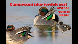 جديد صوت الحذف 