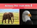Animals That Start With The Letter E - Listed With Facts