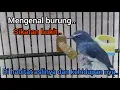 Download Lagu Mengenal Burung Sikatan Bukit atau Sikatan Kebun di habitat nya..!!2022🐦🐦