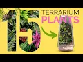 15 Best Plants for Closed Terrariums