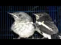 Download Lagu Suara Anakan Burung Kacer Untuk Pacu Kacer Macet