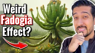 My Thoughts on Fadogia Agrestis for Testosterone Fadogia Agrestis VS Tongkat Ali