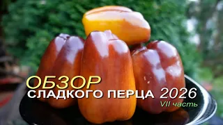 Обзор коллекционных сортов СЛАДКОГО ПЕРЦА сезона 2026 🌶VII часть | Семена перцев ЗЕЛЕНЫЙ ОГОРОД