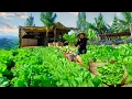 Lagu Harvest Bok Choy After 60 Days Of Planting To Sell At The Market – Farm Life: Cook, Garden,Livestock