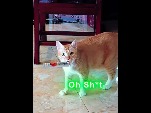 Caught Red-Handed π #trollface #caught #dog #cat