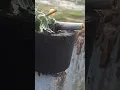 Ants get high too