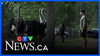Canadian Supreme Court Set To Make Decision On Ostrich Cull 