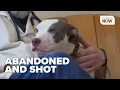 Man finds abandoned puppies in cemetery one with a gunshot