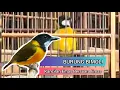 Download Lagu Burung Bimoli, Kancilan Emas Bersuara Emas