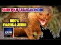 Download Lagu SUARA PIKAT GARANGAN JERNIH | 1000% AMPUH 2021