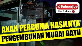 Download akan percumah hasilnya PENGEMBUNAN MURAI BATU bila setiap proses ngembun di pancing suara Mp3 MP3