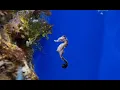 RARE SEAHORSE SIGHTING
