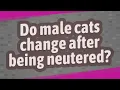 Do male cats change after being neutered