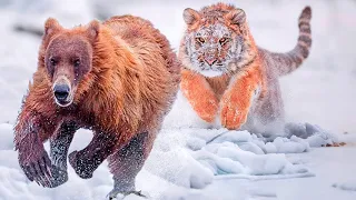 Siberian Tiger The World S Most Majestic Predator 