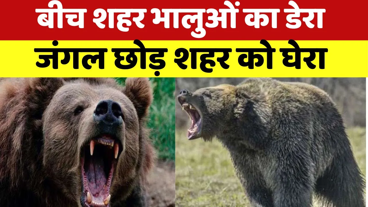 बीच शहर भालुओं का डेरा, वीडियो में देखिए जंगल छोड़ भालू ने शहर को कैसे घेरा? Bear Terror