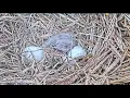 Duke Farms Bald Eagle cam on 26 Congratulations on 1st hatch
