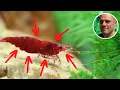 How to Sex Red Cherry Shrimp 5 WAYS TO TELL THE BOYS FROM THE GIRLS