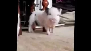 GIF Funny Piggy