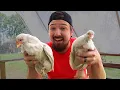 The DIFFERENCE Between ROOSTERS And HENS