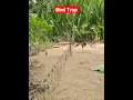 Bird Trap | Bird Hunter | Amazing Bird Trap | Bird Home Channel