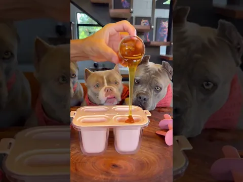 soy el perro strawerry mielero más guapo? #viral #perros #perrofeliz #dúo