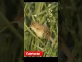 Download Lagu Kerak basi alis putih / MARSH WARBLER (Acrocephalus palustris)