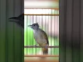 Lagu KAPAS TEMBAK GACOR NGEBREN NEMBAK PANJANG #kapastembak #birds #kapastembakgacor