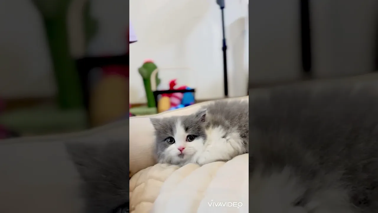 動画