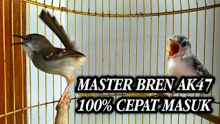  masteran ciblek bren ak47 super jernih jamin cepat masuk 