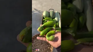 حصاد    من سطح البيت     دندنها