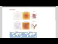 Vector Visualization