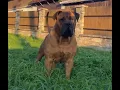 Boerboel vs Cane corso play football