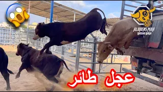 شاهد تنزيل دفعة عجول شرارية مجنونة من داخل مزرعة الخير  الشاعر      دندنها