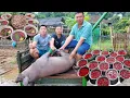 Download Lagu Tiế.t C.anh Lòng Lợn ngày mưa gió | Nhịp Sống Tây Bắc