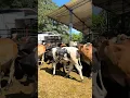 Download Lagu #campo #full #ganaderia #top #nature