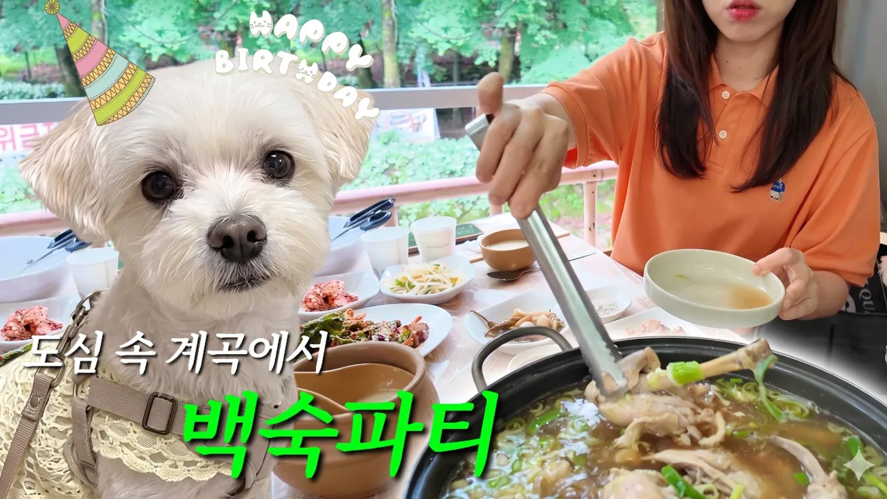 강아지 생일파티를 빙자한 백숙파티에 초대합니다💌 이제야 말할 수 있는 우리 가족의 이야기 | 대전 사람들이 여름에 꼭 가는 동학사 계곡 썸네일