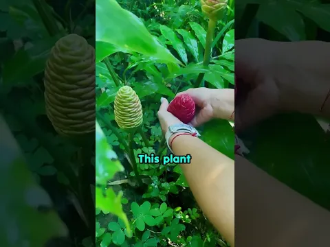 Bitter Ginger Plant 😳