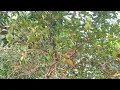 Download Lagu Lemon tree | नींबू का पेड़ | No Copyright | All stocks