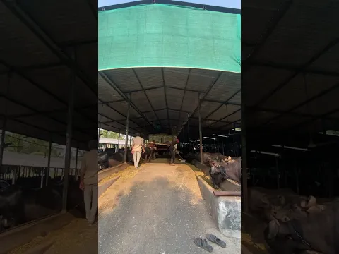 Dairy farm Surat Gujarat #buffelo