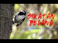 Download Lagu sikatan belang mandi