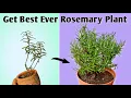 Download Lagu 4 Essential Care Tips to Get Best Ever Rosemary Plant - Rosemary Plant Care