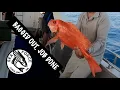 TRIP 3 PESKY PINKIES - Coral Bay Deep Sea Fishing Scarlet Seaperch Pink Snapper