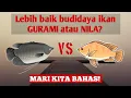 Download Lagu LEBIH BAIK BUDIDAYA IKAN NILA ATAU GURAMI? MARI KITA BAHAS!