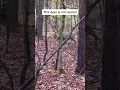 This is NOT A DEER #cryptic #spooky #horrorstories #scary #haunted #animal #shorts #viral #wildlife