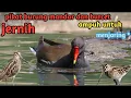 Download Lagu suara pikat burung  mandar batu dan  burcet ( pelung )!!! sangat jitu